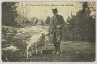 A Pioneer and his Sheep, Muskoka