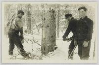 Felling the Spruce
