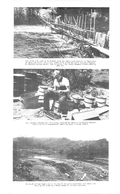 Big Creek Region Conservation Report, 1958 - Wildlife-00034
