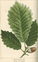 The North American sylva ; or, A description of the forest trees of the United States, Canada and Nova Scotia