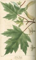 The North American sylva ; or, A description of the forest trees of the United States, Canada and Nova Scotia