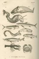 Goldsmith's natural history : abridged, for the use of schools