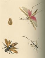 Illustrations of exotic entomology