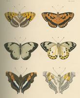 Illustrations of exotic entomology