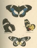 Illustrations of exotic entomology